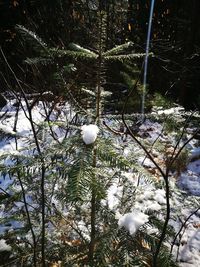 Close-up of frozen tree during winter