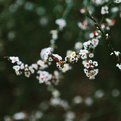 Close-up of fresh flowers on tree