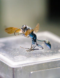 Close-up of insect on table