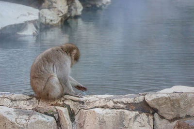 Monkey sitting on rock by lake