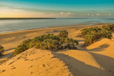 Sunrise view of sand dunes at shela beach, lamu island, unesco world heritage site in kenya