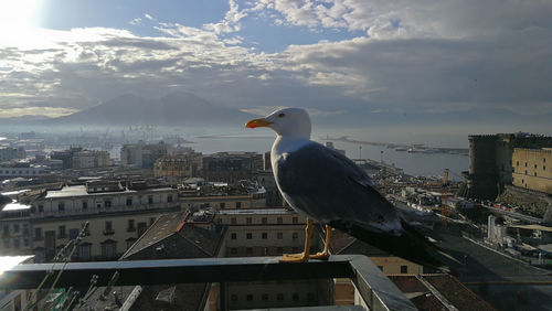 Seagull perching on a city, naples italy. vesuvio volcano 