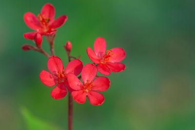 Close-up of red wet flowers blooming in park