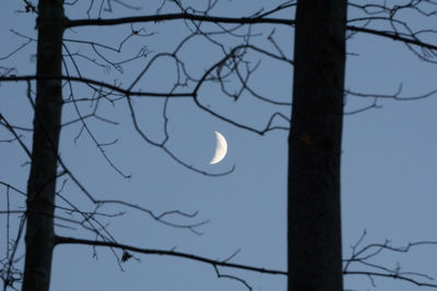 Silhouette bare tree against clear sky