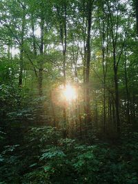 Sun shining through trees in park