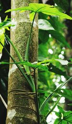 Close-up of lizard on tree trunk