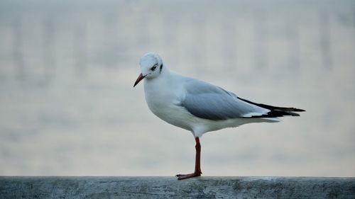 Close-up of seagull perching on wall