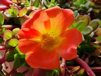 Close-up of flowering plant