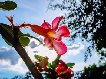 Low angle view of pink flowering plant