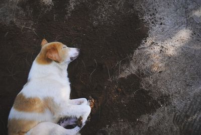 Close-up of dog sitting outdoors