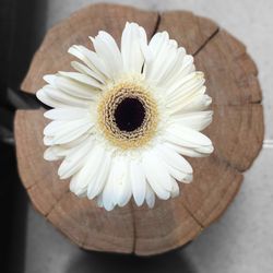 Close-up of daisy flower on table