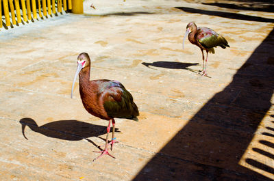 Close-up of birds perching