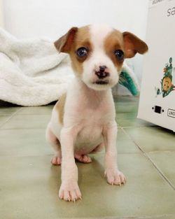 Close-up portrait of dog