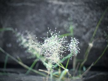 Close-up of frozen plant