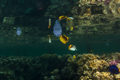 School of fish swimming in aquarium