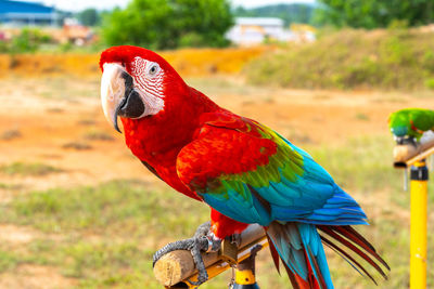 Close-up of a parrot