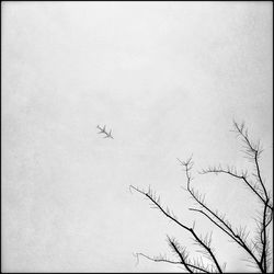 Low angle view of bare tree against sky