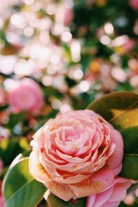 Close-up of pink flower
