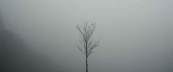 Low angle view of silhouette bare tree against clear sky