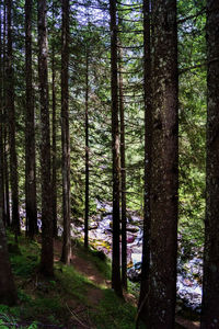 Trees in forest