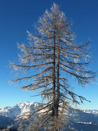 Low angle view of bare tree against blue sky