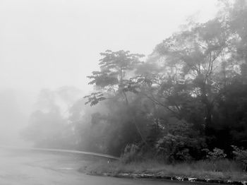 Trees in forest against sky