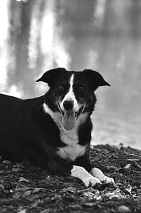 Portrait of dog sitting on land