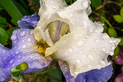 Close-up of water drops on purple flower