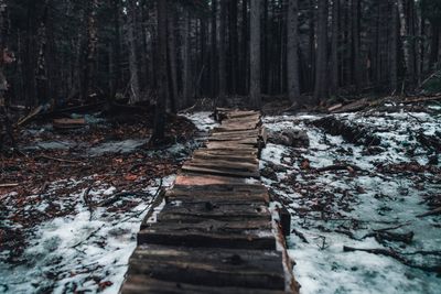 Boardwalk amidst trees in forest