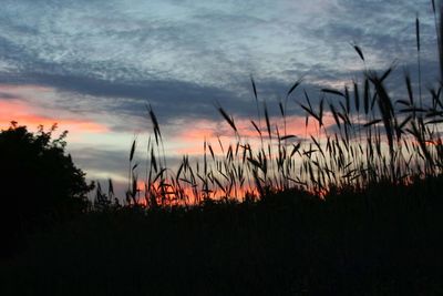 Silhouette plants growing on field against dramatic sky