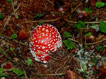 Close-up of fly agaric mushroom on field