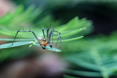 Close-up of insect