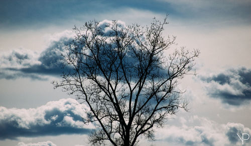 Close-up of tree against sky