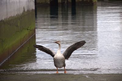 Goose by the water