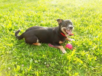 Dog on field