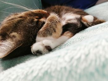 Close-up of cat sleeping on bed