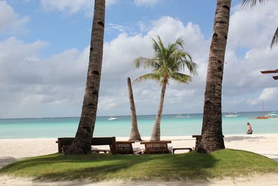 Palm trees at beach