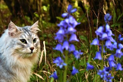 High angle view of cat with bluebells