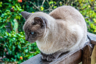 View of a cat sitting on th railing