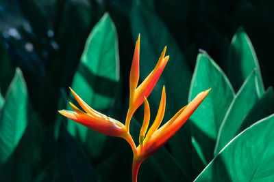 Close-up of orange flowering plant