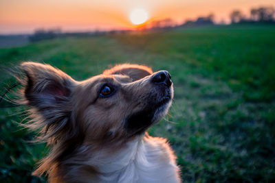 Close-up of dog looking away on field