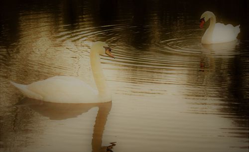 Swan swimming in lake