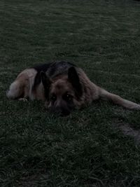 Portrait of dog lying on grass