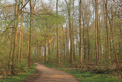 Scenic view of trees in forest