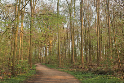 Scenic view of trees in forest
