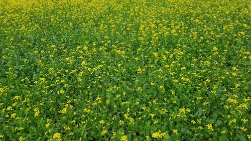 Full frame shot of yellow flowering plants on field