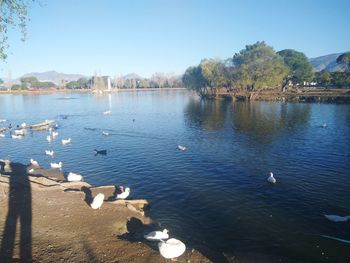 Ducks swimming in lake against clear sky