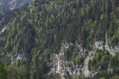 High angle view of pine trees in forest