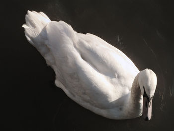 Close-up of swan swimming in water