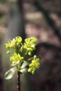 Close-up of yellow flowering plant in field